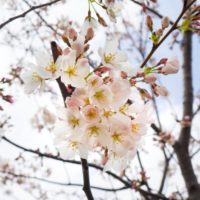 Life Insurance for Elderly parents