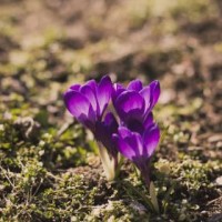 Seniors Life Insurance quotes online