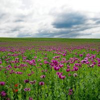 9 Best Burial Insurance For Seniors